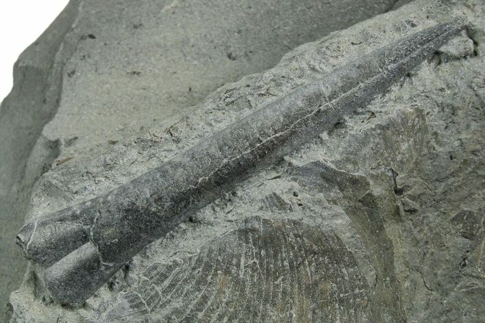 Fossil Belemnite (Youngibelus) Rostrum - Germany #354200